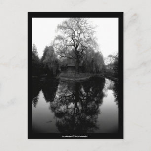 Postal Reflejar blanco y negro salvaje - Postcard