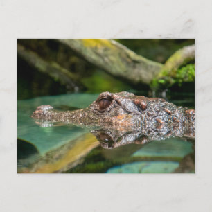 Postal Reflejo cocodrilo