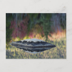 Postal Reflejo de roca y árbol, estanque de lirios, Blanc