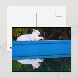 Postal Reflejo de un gato blanco