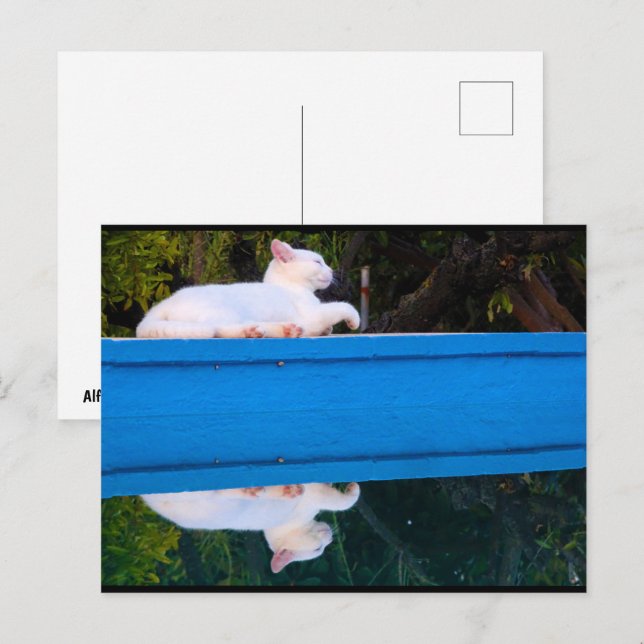 Postal Reflejo de un gato blanco (Anverso / Reverso)