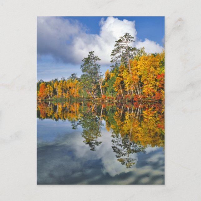 Postal Reflejos de estanque en otoño, Maine (Anverso)