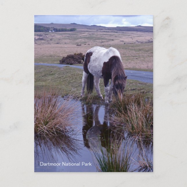 Postal Reflejos de un pony Parque Nacional Dartmoor Devon (Anverso)