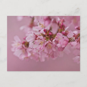 Postal Reflejos Rojizos Pálidos de Flor de Cerezo Sakura