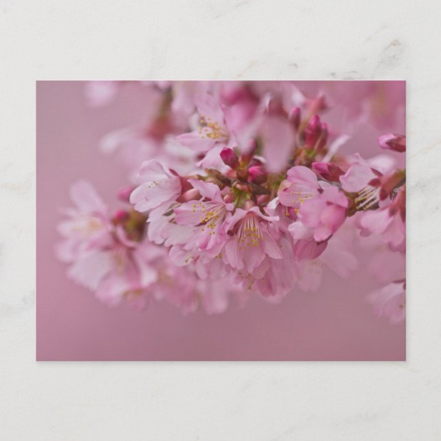 Postal Reflejos Rojizos Pálidos de Flor de Cerezo Sakura (Anverso)
