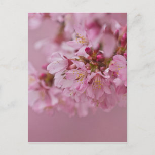 Postal Reflejos Rojizos Pálidos de Flor de Cerezo Sakura