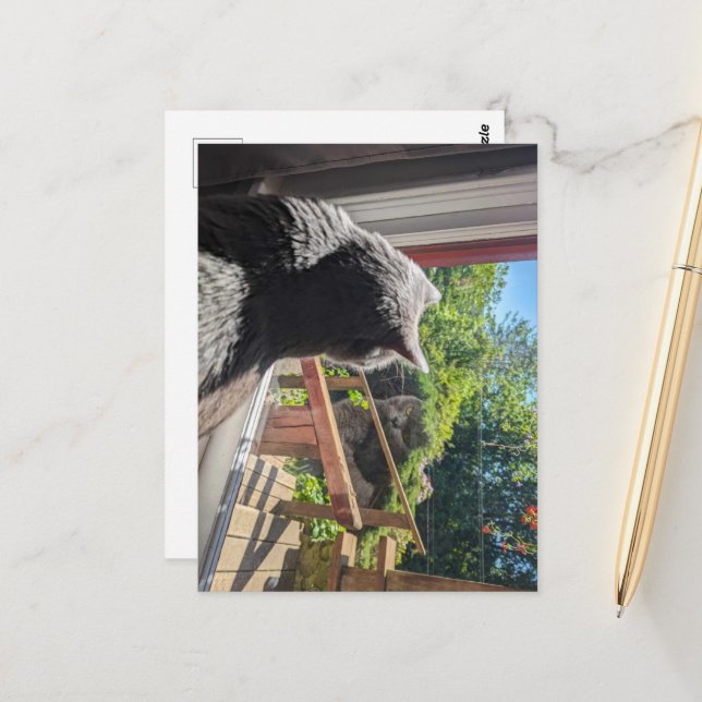 Postal Reflexión británica de Shorthair en la foto de la  (Anverso/Reverso In Situ)