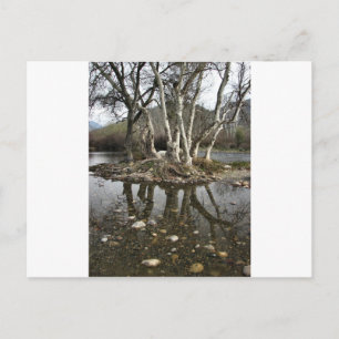 Postal reflexión de árbol
