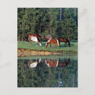 Postal Reflexión de caballo