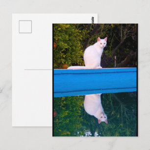 Postal Reflexión de un retrato de gato blanco