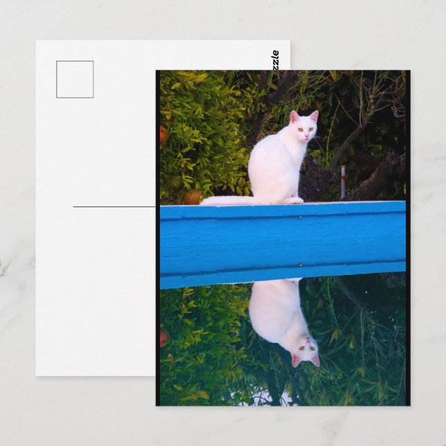 Postal Reflexión de un retrato de gato blanco (Anverso / Reverso)