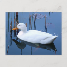 Postal Reflexión del Pato Blanco Durmiente