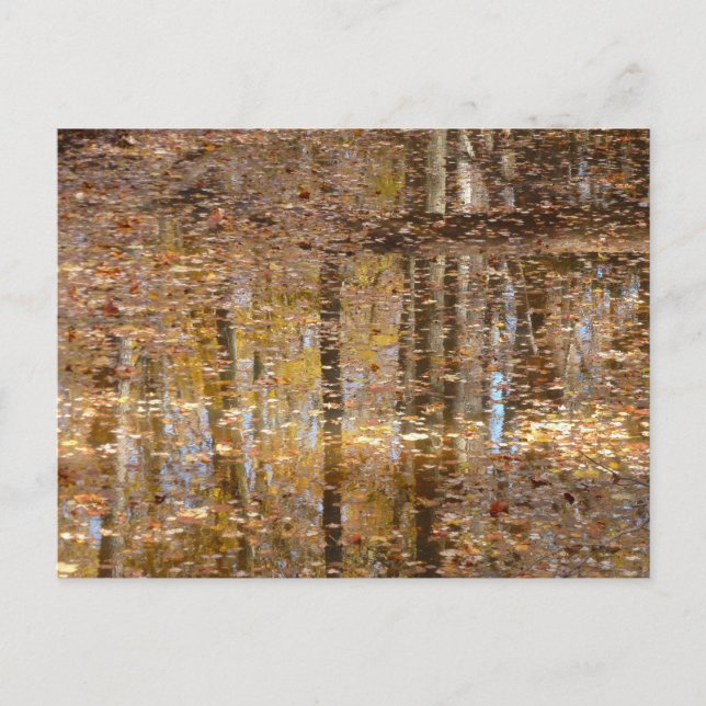 Postal Reflexión en Creek conservado en el parque Greenbe (Anverso)