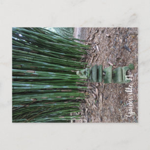 Postal Reflexión silenciosa