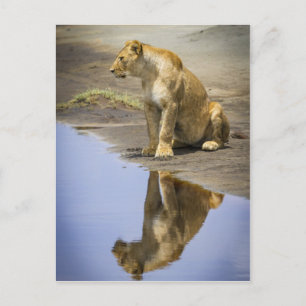 Postal Reflexión sobre una leona