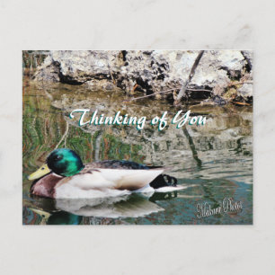 Postal Reflexiones de Mallard postcard-personalizar