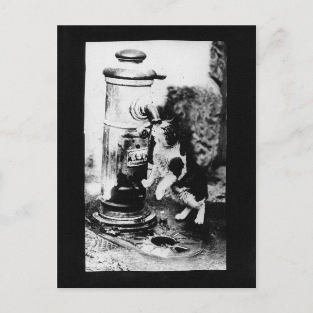 Postal Refrescante de gato en la fuente (Anverso)