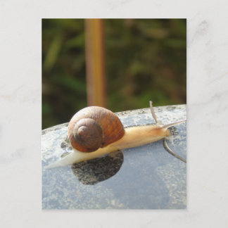 Postal Refreshing Snail