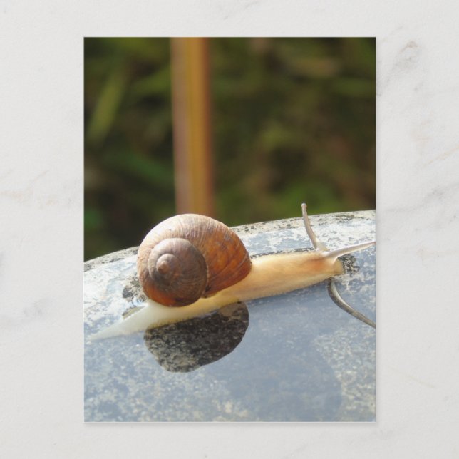 Postal Refreshing Snail (Anverso)