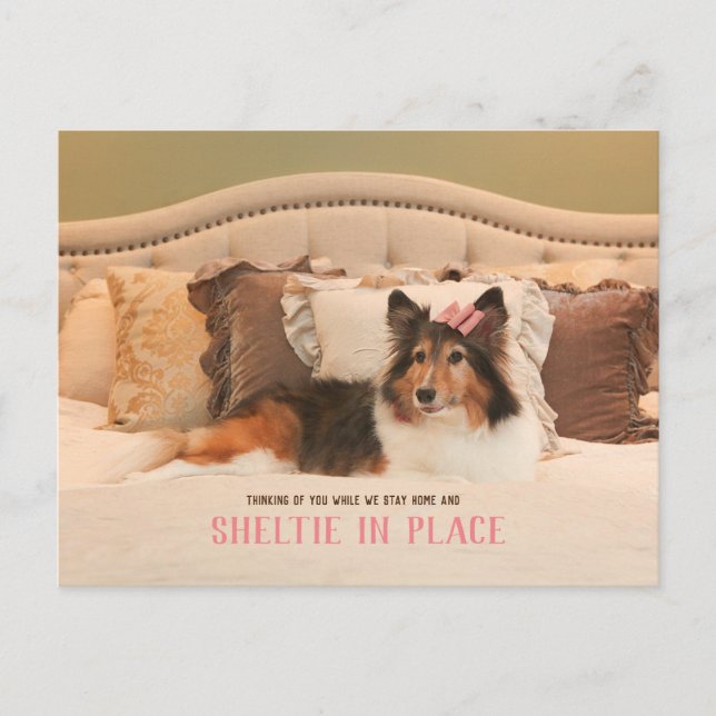 Postal Refugio de perros callejeros en su lugar | Sheltie (Anverso)