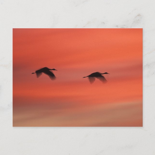 Postal Refugio de vida silvestre Bosque del Apache | Nuev (Anverso)