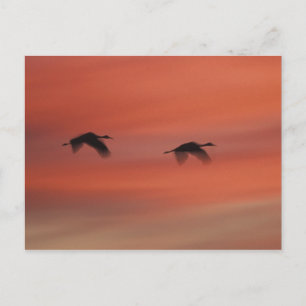 Postal Refugio de vida silvestre Bosque del Apache Nuev