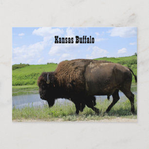 Postal Refugio de Vida Silvestre Kansas Buffalo Maxwell