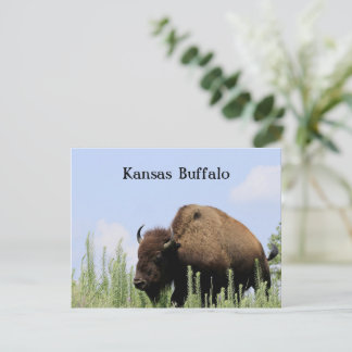 Postal Refugio de vida silvestre Maxwell Buffalo colorido