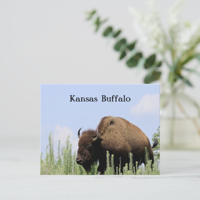 Postal Refugio de vida silvestre Maxwell Buffalo colorido (Anverso de pie)