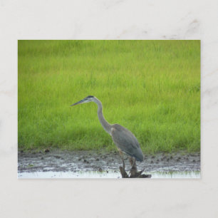 Postal Refugio Nacional de Vida Silvestre Blackwater