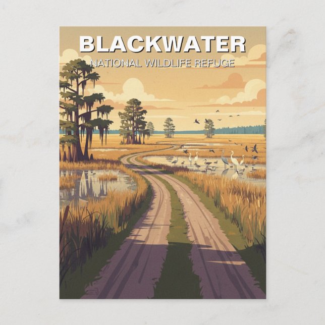 Postal Refugio Nacional de Vida Silvestre Blackwater de M (Anverso)