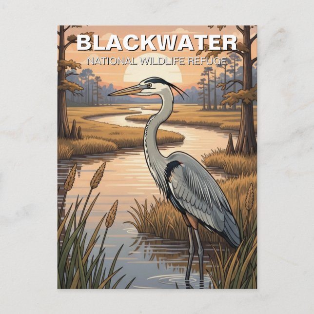 Postal Refugio Nacional de Vida Silvestre Blackwater de M (Anverso)