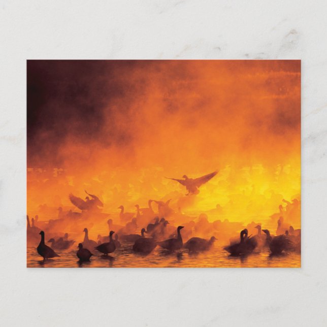 Postal Refugio Nacional de Vida Silvestre Bosque del Apac (Anverso)