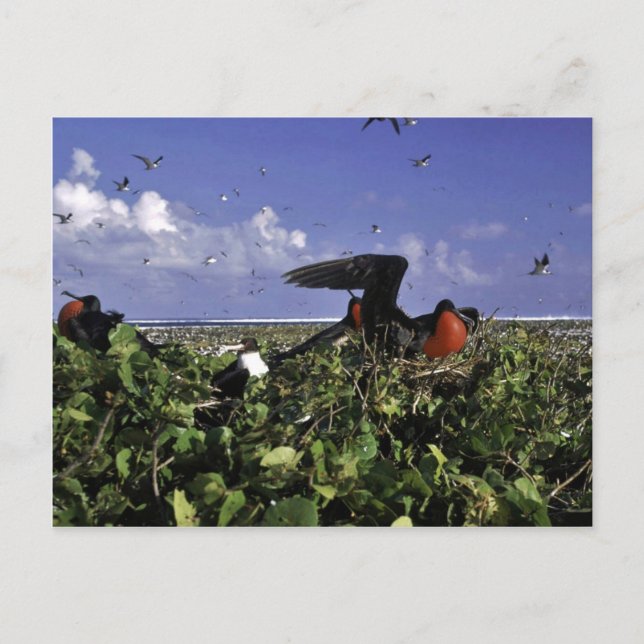 Postal Refugio nacional de vida silvestre de la isla de J (Anverso)