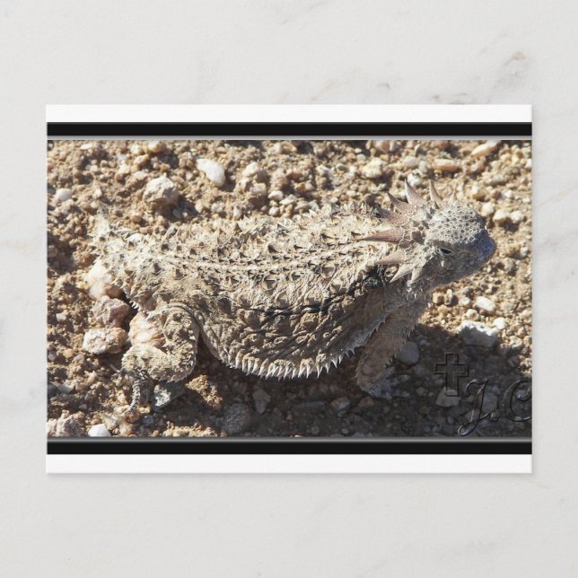 Postal Regal Horned Lizard (Anverso)