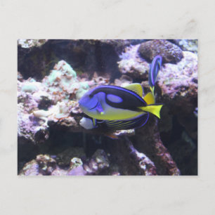 Postal Regal Tang & Emperor Angelfish