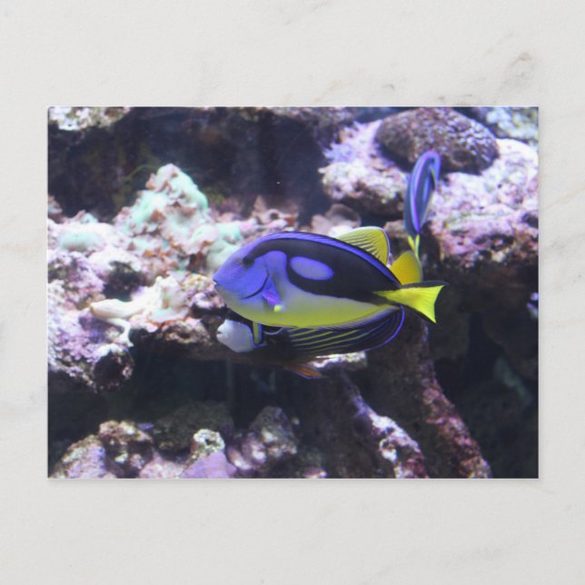 Postal Regal Tang & Emperor Angelfish (Anverso)