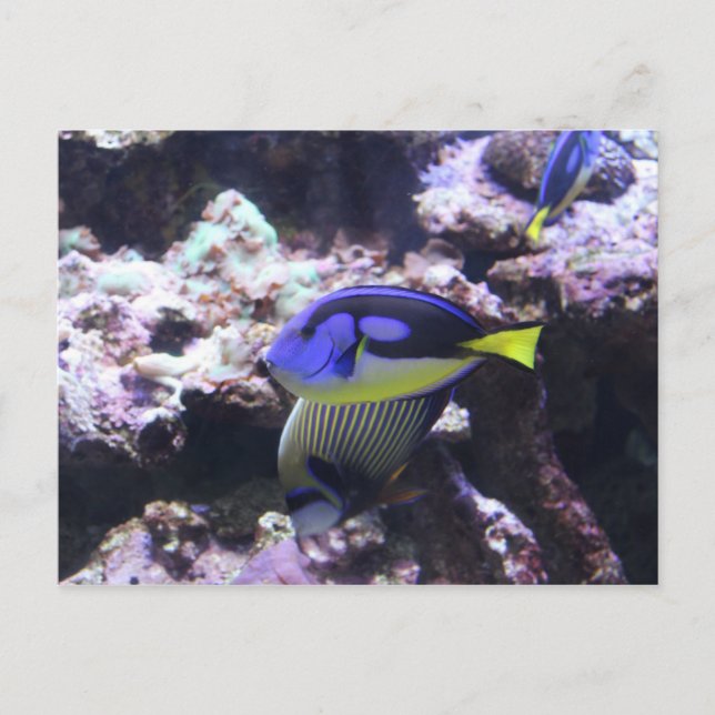 Postal Regal Tang y Emperor Angelfish # 2 (Anverso)