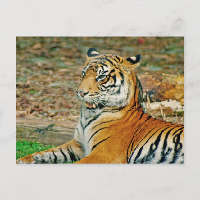Postal Regal Tiger (Anverso)