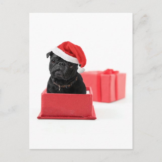 Postal Regalo de perro de pug negro (Anverso)