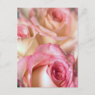 Postal Regalo de rosas rosadas