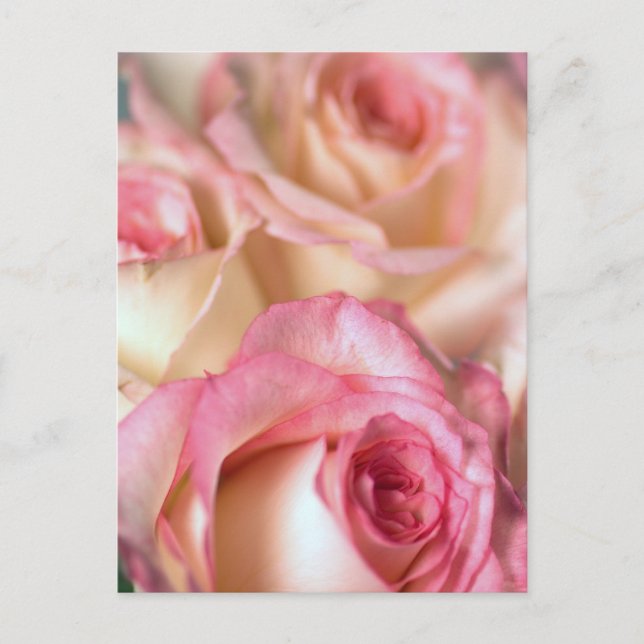 Postal Regalo de rosas rosadas (Anverso)