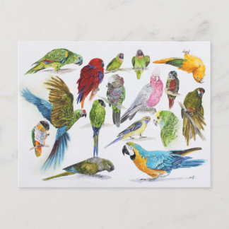 Postal Regalo para los amantes del loro en todas partes