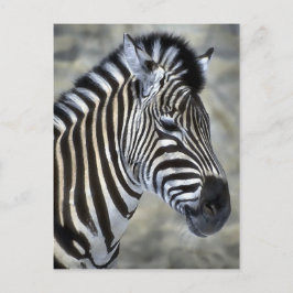 Postal Regalos de arte de Zebra Lovers