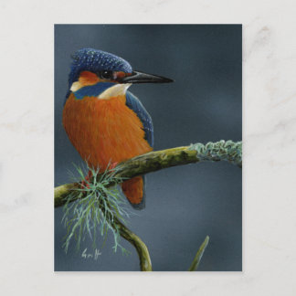 Postal Regalos de Bright Kingfisher