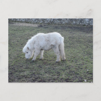 Postal Regalos de caballos blancos en miniatura