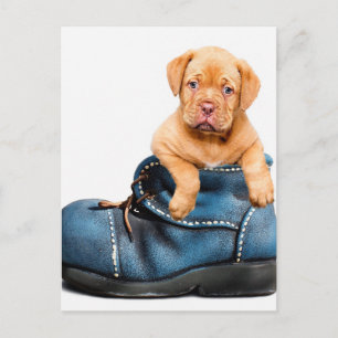 Postal Regalos De Cachorro
