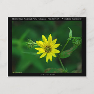 Postal Regalos de Girasol de Bosque del Parque Nacional H
