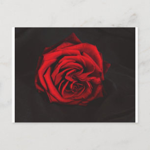 Postal Regalos de la Rosa Roja