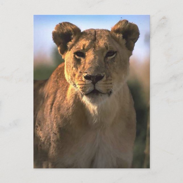 Postal Regalos de Lioness Lion Lovers (Anverso)
